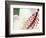 Hibiscus, Maui, Hawaii, USA-Darrell Gulin-Framed Photographic Print