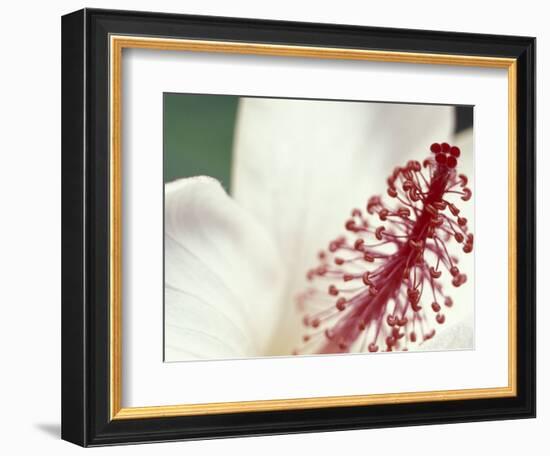 Hibiscus, Maui, Hawaii, USA-Darrell Gulin-Framed Photographic Print