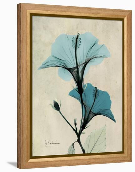 Hibiscus Moments-Albert Koetsier-Framed Stretched Canvas