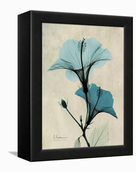 Hibiscus Moments-Albert Koetsier-Framed Stretched Canvas