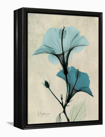 Hibiscus Moments-Albert Koetsier-Framed Stretched Canvas