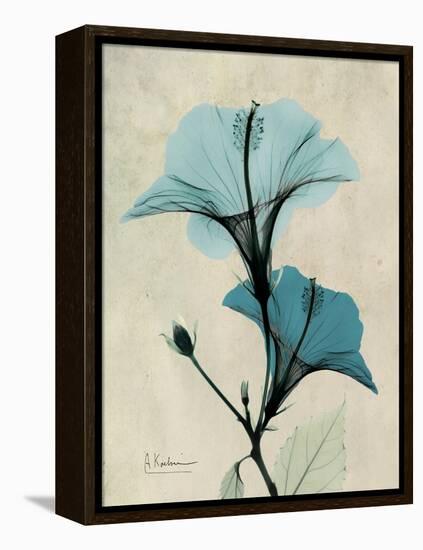 Hibiscus Moments-Albert Koetsier-Framed Stretched Canvas