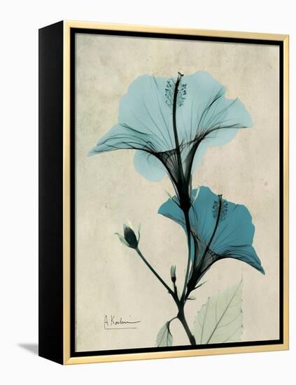 Hibiscus Moments-Albert Koetsier-Framed Stretched Canvas