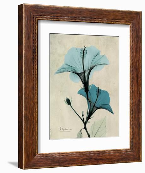 Hibiscus Moments-Albert Koetsier-Framed Art Print