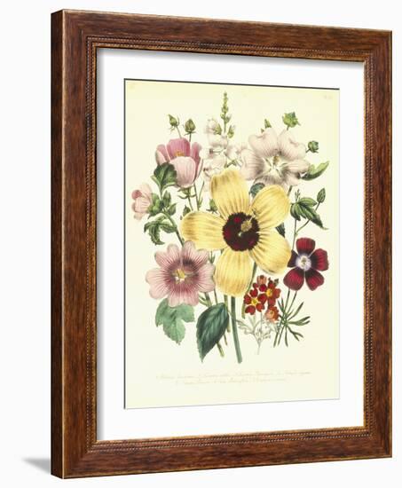 Hibiscus Moscheutos and Lavatera Treloba-null-Framed Giclee Print