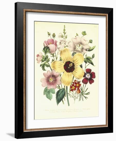 Hibiscus Moscheutos and Lavatera Treloba-null-Framed Giclee Print