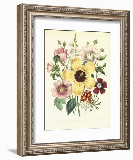 Hibiscus Moscheutos and Lavatera Treloba-null-Framed Giclee Print