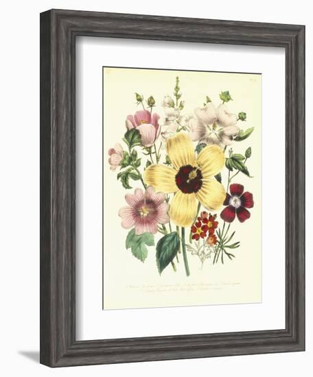 Hibiscus Moscheutos and Lavatera Treloba-null-Framed Giclee Print