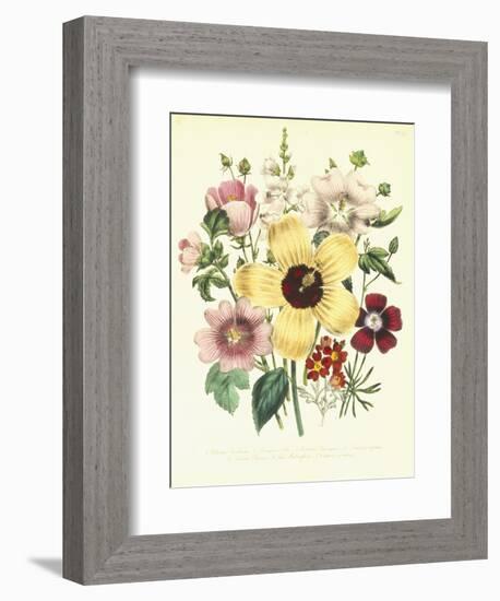 Hibiscus Moscheutos and Lavatera Treloba-null-Framed Giclee Print