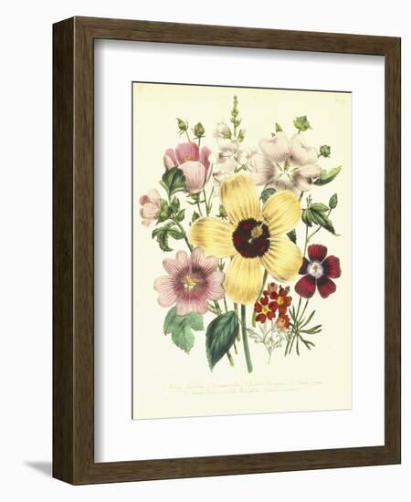 Hibiscus Moscheutos and Lavatera Treloba-null-Framed Giclee Print