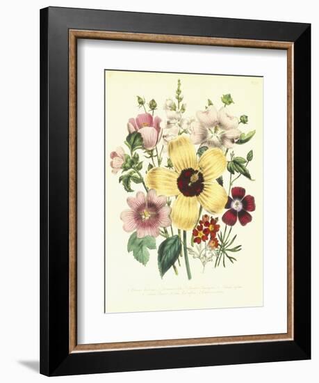 Hibiscus Moscheutos and Lavatera Treloba-null-Framed Giclee Print