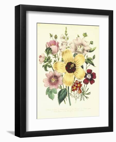 Hibiscus Moscheutos and Lavatera Treloba-null-Framed Giclee Print