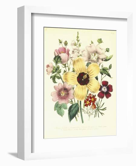 Hibiscus Moscheutos and Lavatera Treloba-null-Framed Giclee Print