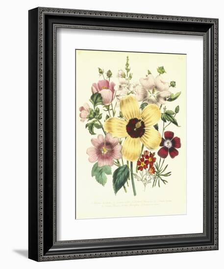 Hibiscus Moscheutos and Lavatera Treloba-null-Framed Giclee Print