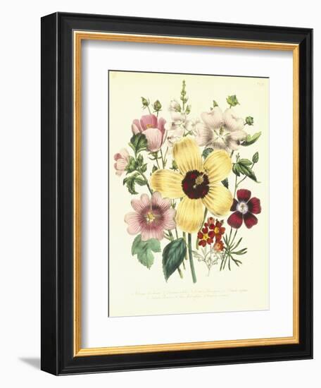 Hibiscus Moscheutos and Lavatera Treloba-null-Framed Giclee Print