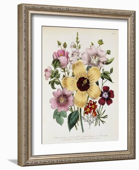 Hibiscus Moscheutos Botanical Illustration-null-Framed Giclee Print