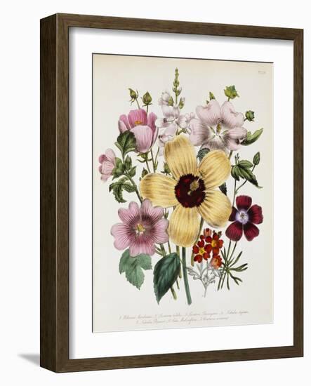 Hibiscus Moscheutos Botanical Illustration-null-Framed Giclee Print