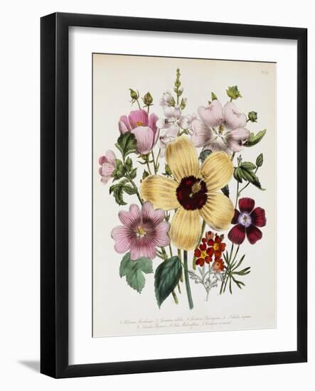 Hibiscus Moscheutos Botanical Illustration-null-Framed Giclee Print