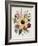 Hibiscus Moscheutos Botanical Illustration-null-Framed Giclee Print