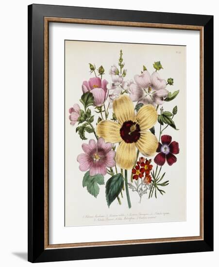 Hibiscus Moscheutos Botanical Illustration-null-Framed Giclee Print