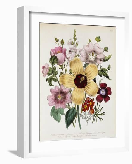 Hibiscus Moscheutos Botanical Illustration-null-Framed Giclee Print