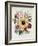 Hibiscus Moscheutos Botanical Illustration-null-Framed Giclee Print