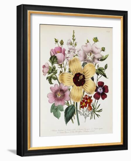 Hibiscus Moscheutos Botanical Illustration-null-Framed Giclee Print