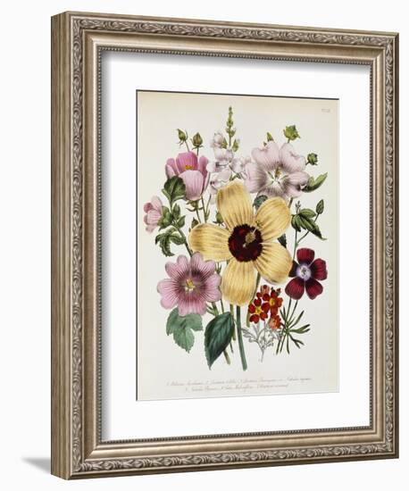 Hibiscus Moscheutos Botanical Illustration--Framed Giclee Print