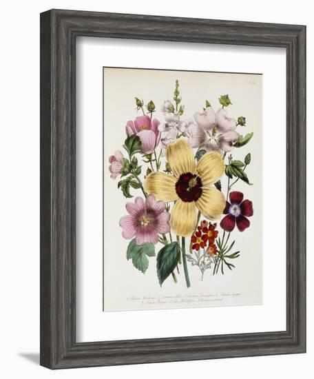 Hibiscus Moscheutos Botanical Illustration-null-Framed Giclee Print