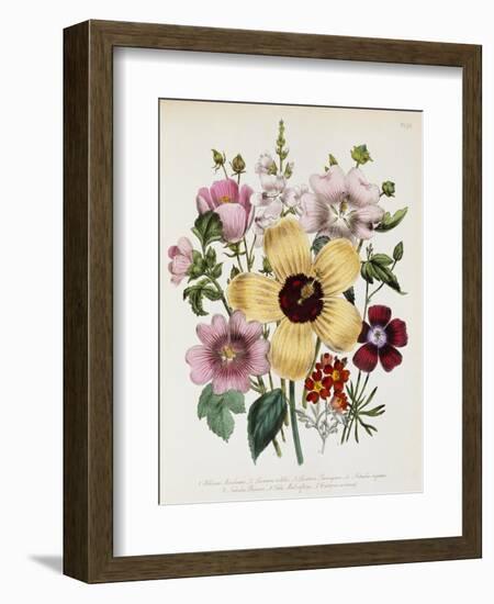 Hibiscus Moscheutos Botanical Illustration-null-Framed Giclee Print