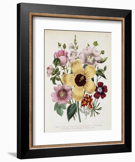 Hibiscus Moscheutos Botanical Illustration-null-Framed Giclee Print