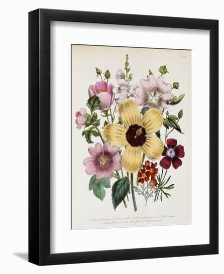 Hibiscus Moscheutos Botanical Illustration-null-Framed Giclee Print