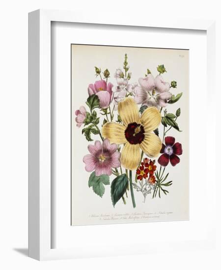 Hibiscus Moscheutos Botanical Illustration-null-Framed Giclee Print