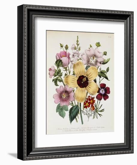 Hibiscus Moscheutos Botanical Illustration-null-Framed Giclee Print