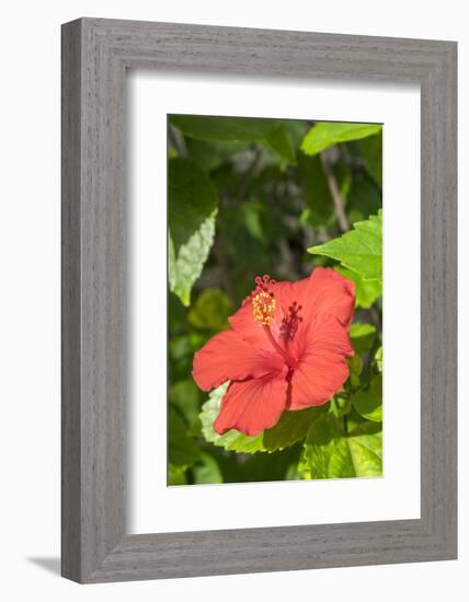 Hibiscus, New Smyrna Beach, Florida, Usa-Lisa S. Engelbrecht-Framed Photographic Print