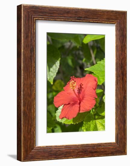 Hibiscus, New Smyrna Beach, Florida, Usa-Lisa S. Engelbrecht-Framed Photographic Print