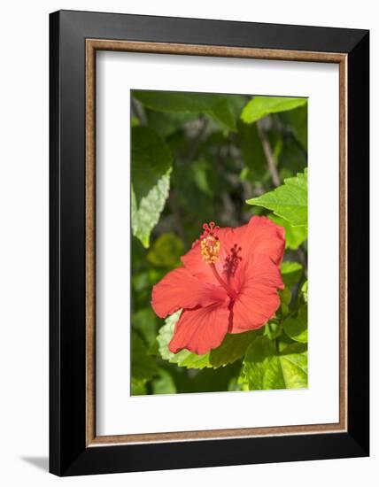 Hibiscus, New Smyrna Beach, Florida, Usa-Lisa S. Engelbrecht-Framed Photographic Print