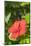 Hibiscus, New Smyrna Beach, Florida, Usa-Lisa S. Engelbrecht-Mounted Photographic Print