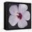 Hibiscus Portrait I-Tim OToole-Framed Stretched Canvas