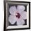 Hibiscus Portrait I-Tim OToole-Framed Premium Giclee Print