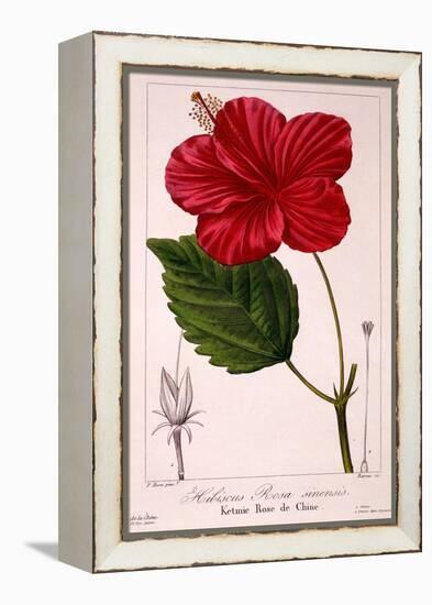 Hibiscus Rosa-Sinensis, 1836-Pancrace Bessa-Framed Premier Image Canvas