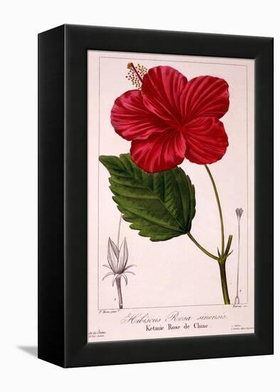 Hibiscus Rosa-Sinensis, 1836-Pancrace Bessa-Framed Premier Image Canvas