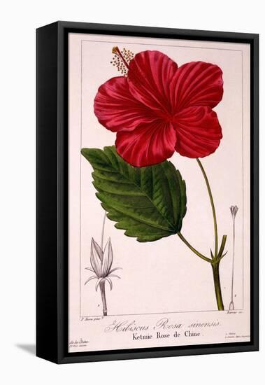 Hibiscus Rosa-Sinensis, 1836-Pancrace Bessa-Framed Premier Image Canvas