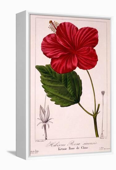 Hibiscus Rosa-Sinensis, 1836-Pancrace Bessa-Framed Premier Image Canvas