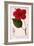 Hibiscus Rosa-Sinensis, 1836-Pancrace Bessa-Framed Giclee Print