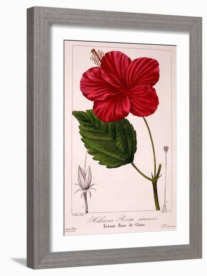 Hibiscus Rosa-Sinensis, 1836-Pancrace Bessa-Framed Giclee Print