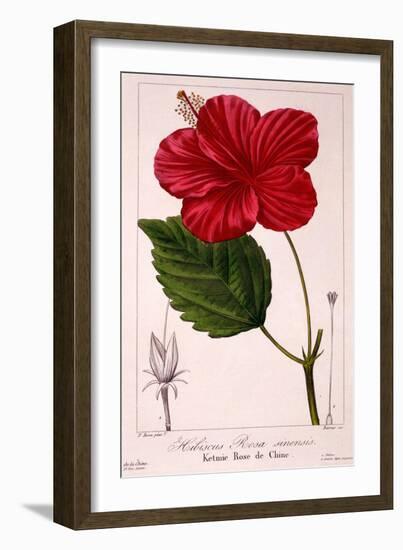 Hibiscus Rosa-Sinensis, 1836-Pancrace Bessa-Framed Giclee Print