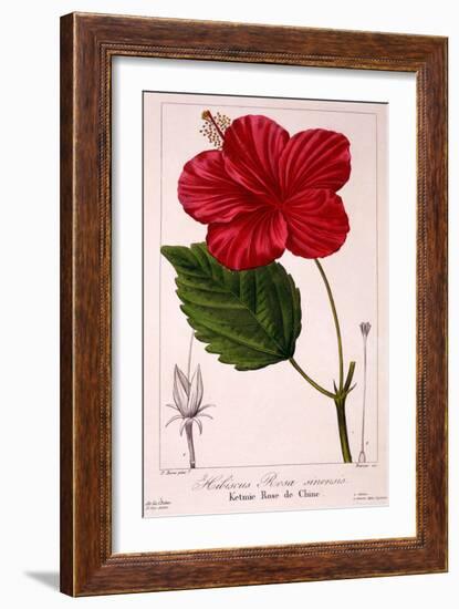 Hibiscus Rosa-Sinensis, 1836-Pancrace Bessa-Framed Giclee Print