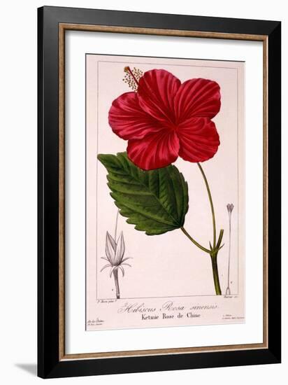 Hibiscus Rosa-Sinensis, 1836-Pancrace Bessa-Framed Giclee Print