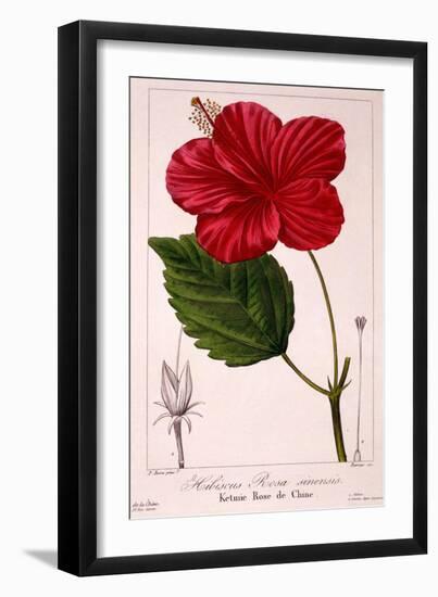 Hibiscus Rosa-Sinensis, 1836-Pancrace Bessa-Framed Giclee Print